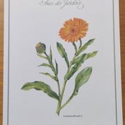 Botanical board -Garden Marigold- Pastel illustration of medicinal plants and flowers