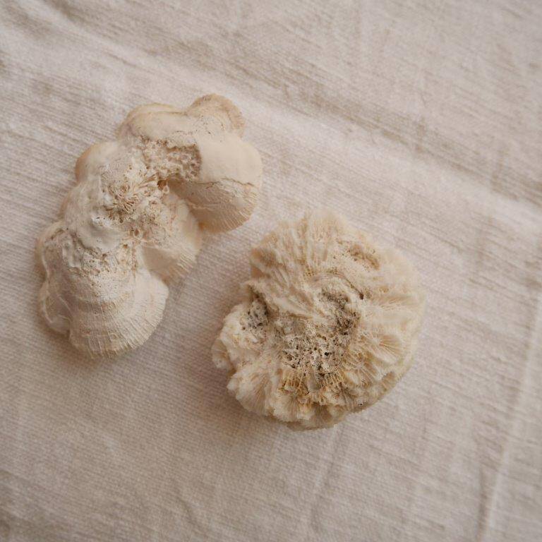 Set of 2 corals (white coral)