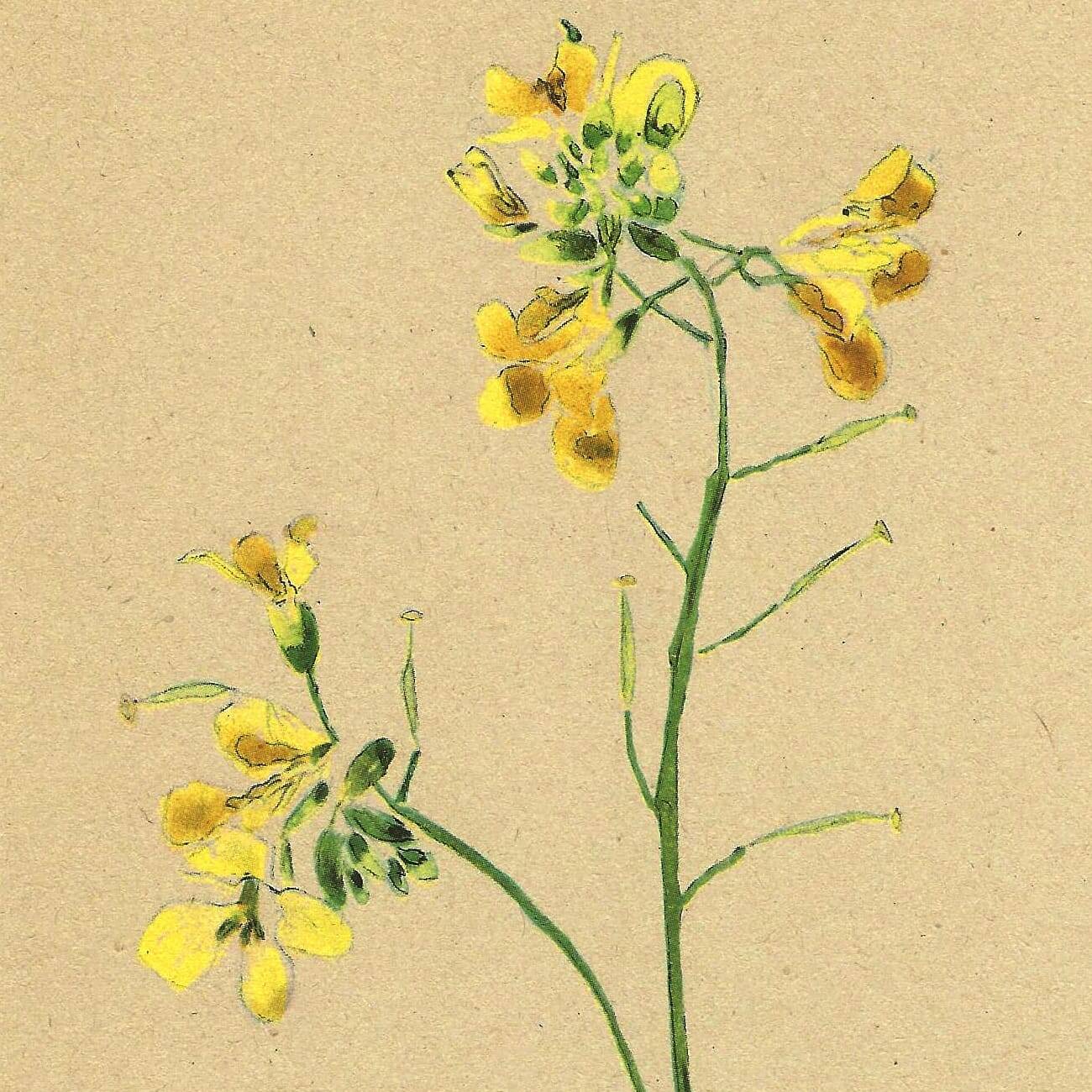 Vintage 1948 Meadow Flower Print by H.Strache - Field Mustard