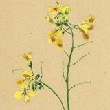 Vintage 1948 Meadow Flower Print by H.Strache - Field Mustard