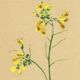 Vintage 1948 Meadow Flower Print by H.Strache - Field Mustard