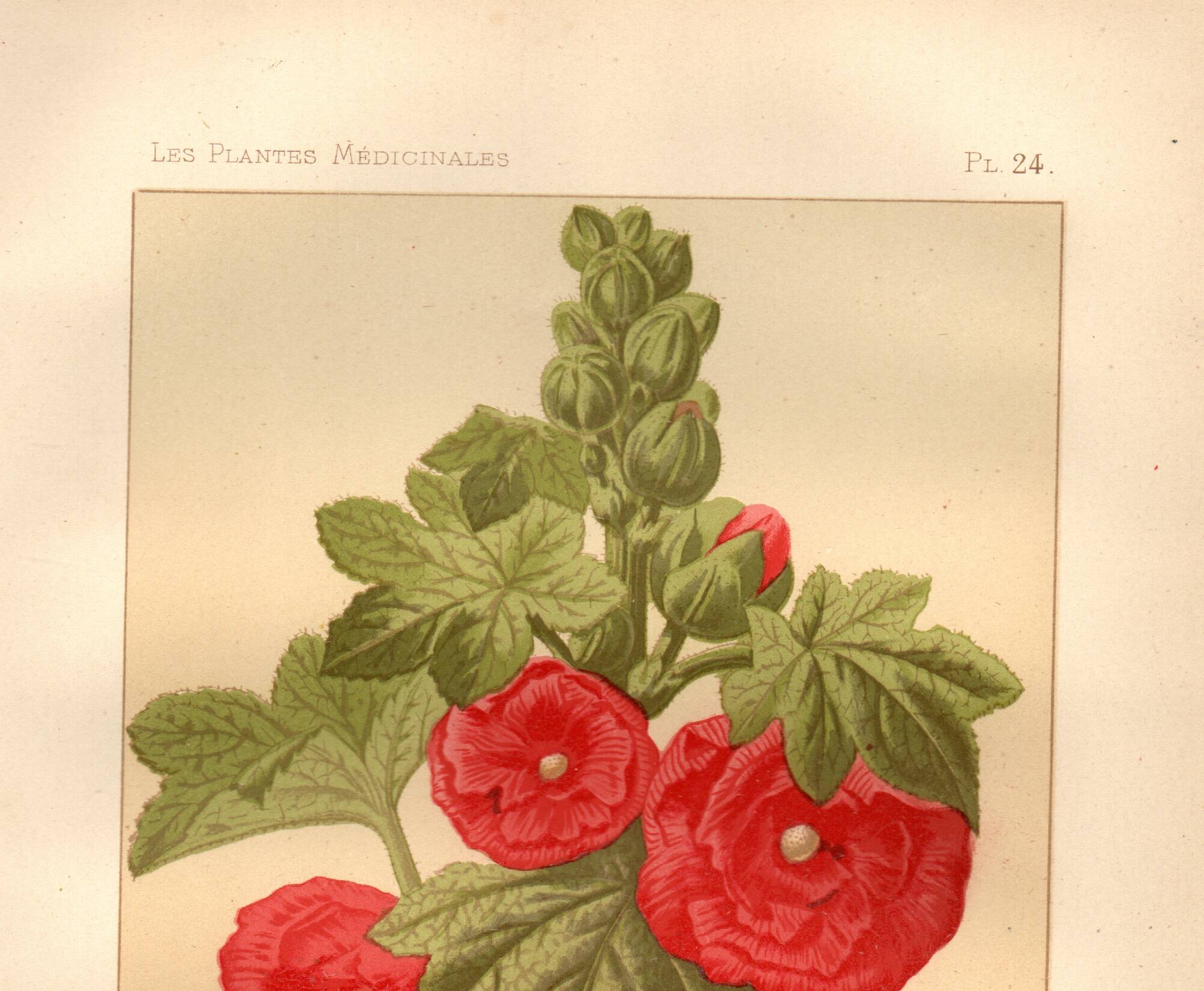 Old engraving from 1889 - Hollyhock. Red floral lithograph.
