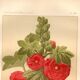 Old engraving from 1889 - Hollyhock. Red floral lithograph.