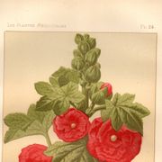 Old engraving from 1889 - Hollyhock. Red floral lithograph.