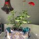 Cache pot slurry theme sea theme
