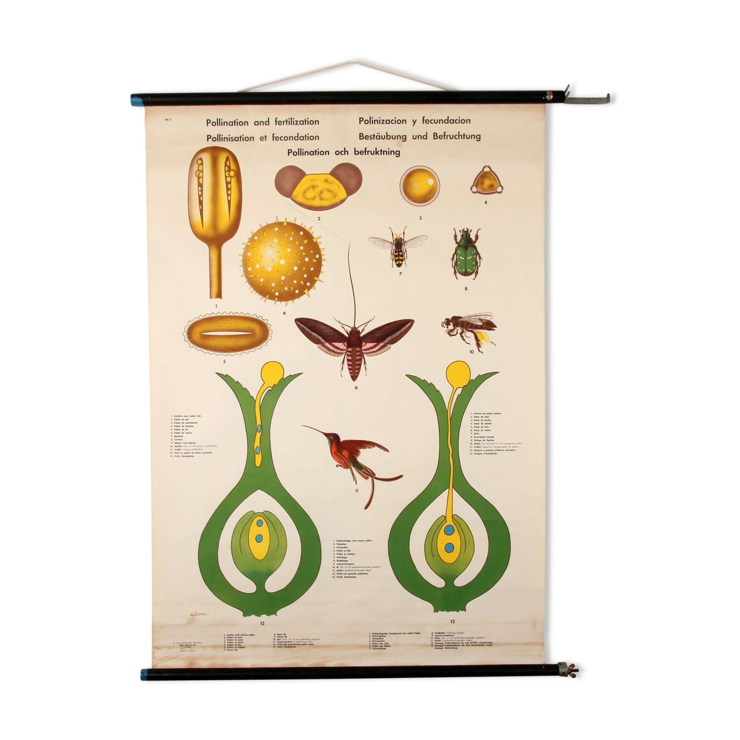 Poster pollination Stig Jung, Sweden 1960