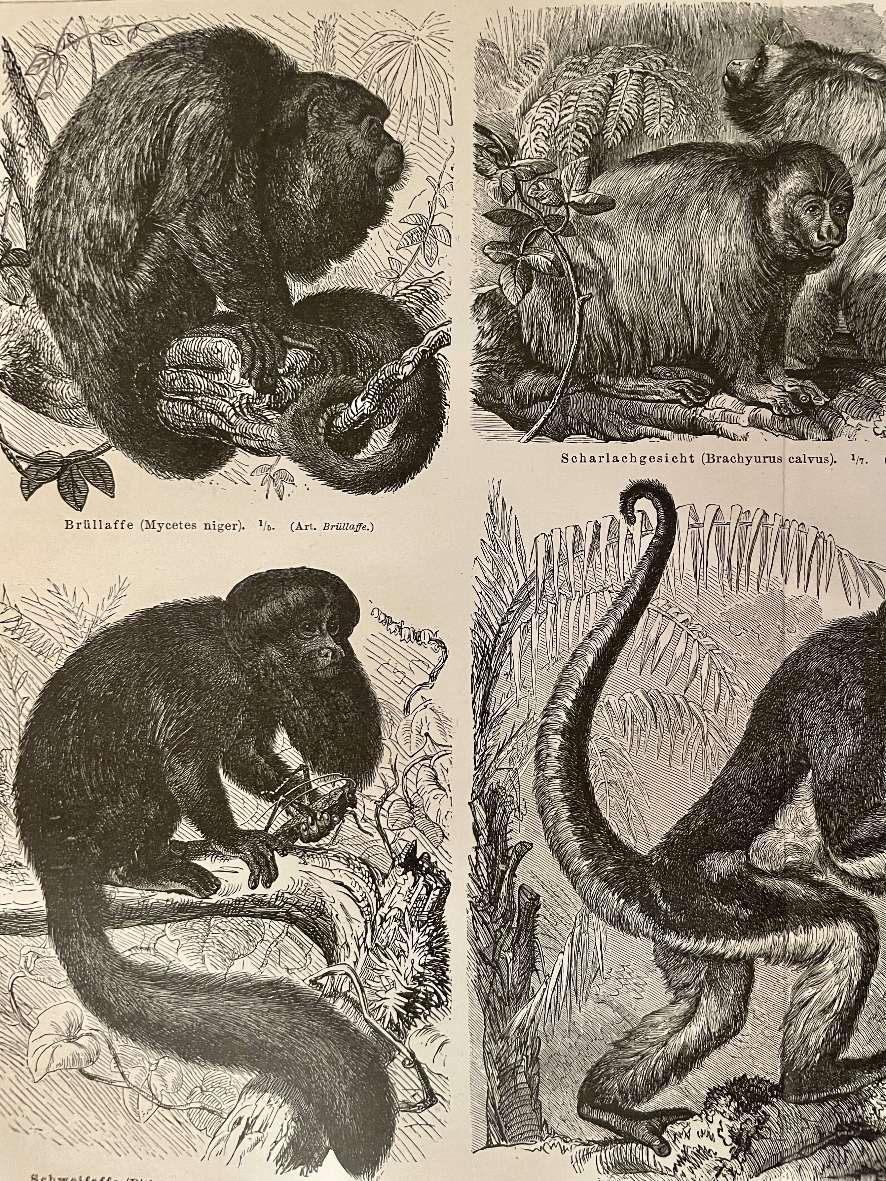 Illustrated plates engraving on the monkeys of the old world I – 1890