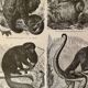 Planches illustrée gravure sur les singes de l'ancien monde, 1890