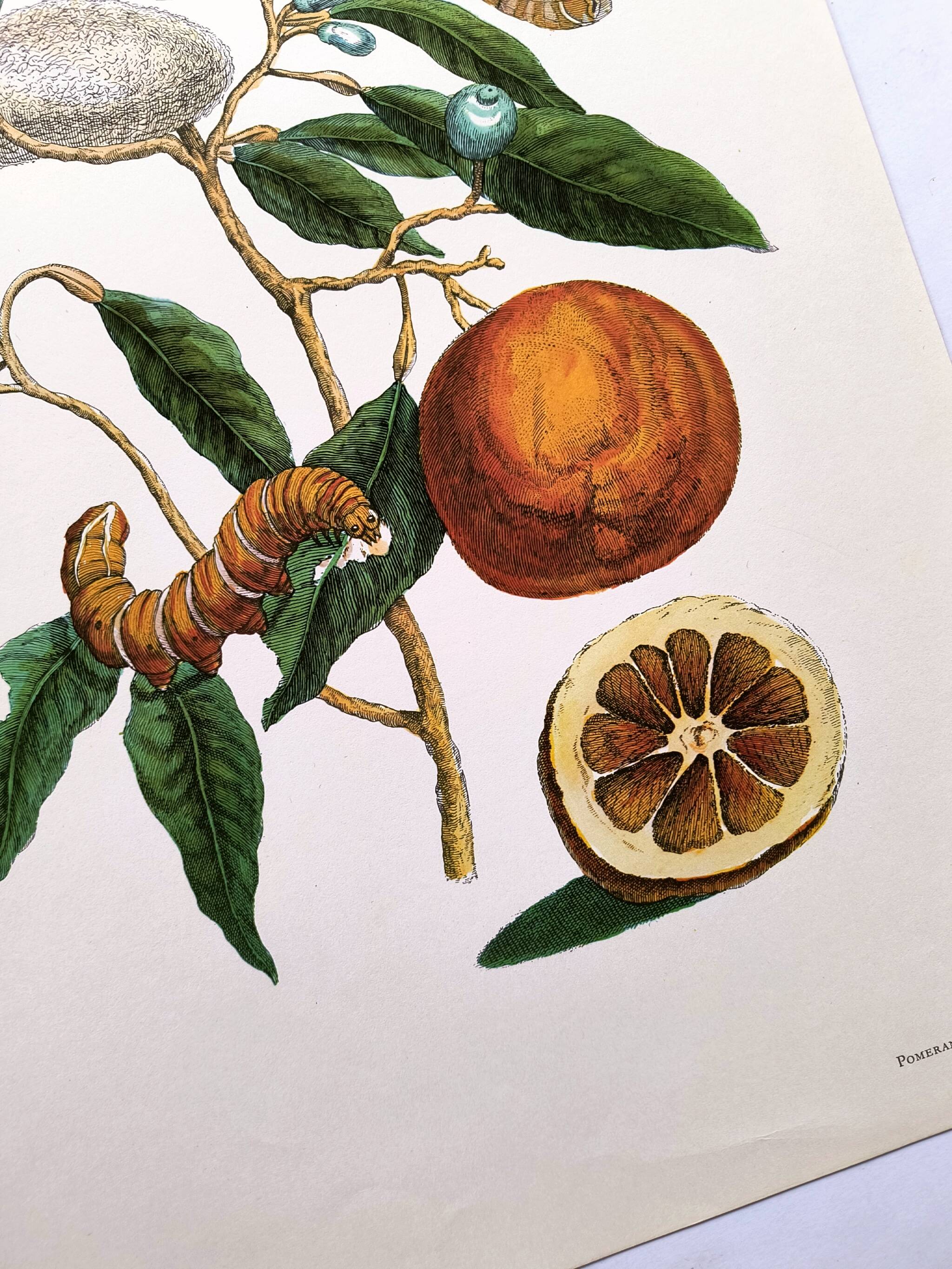 Vintage illustration Bitter orange tree and Atlas butterfly by Merian