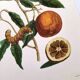 Vintage illustration Bitter orange tree and Atlas butterfly by Merian
