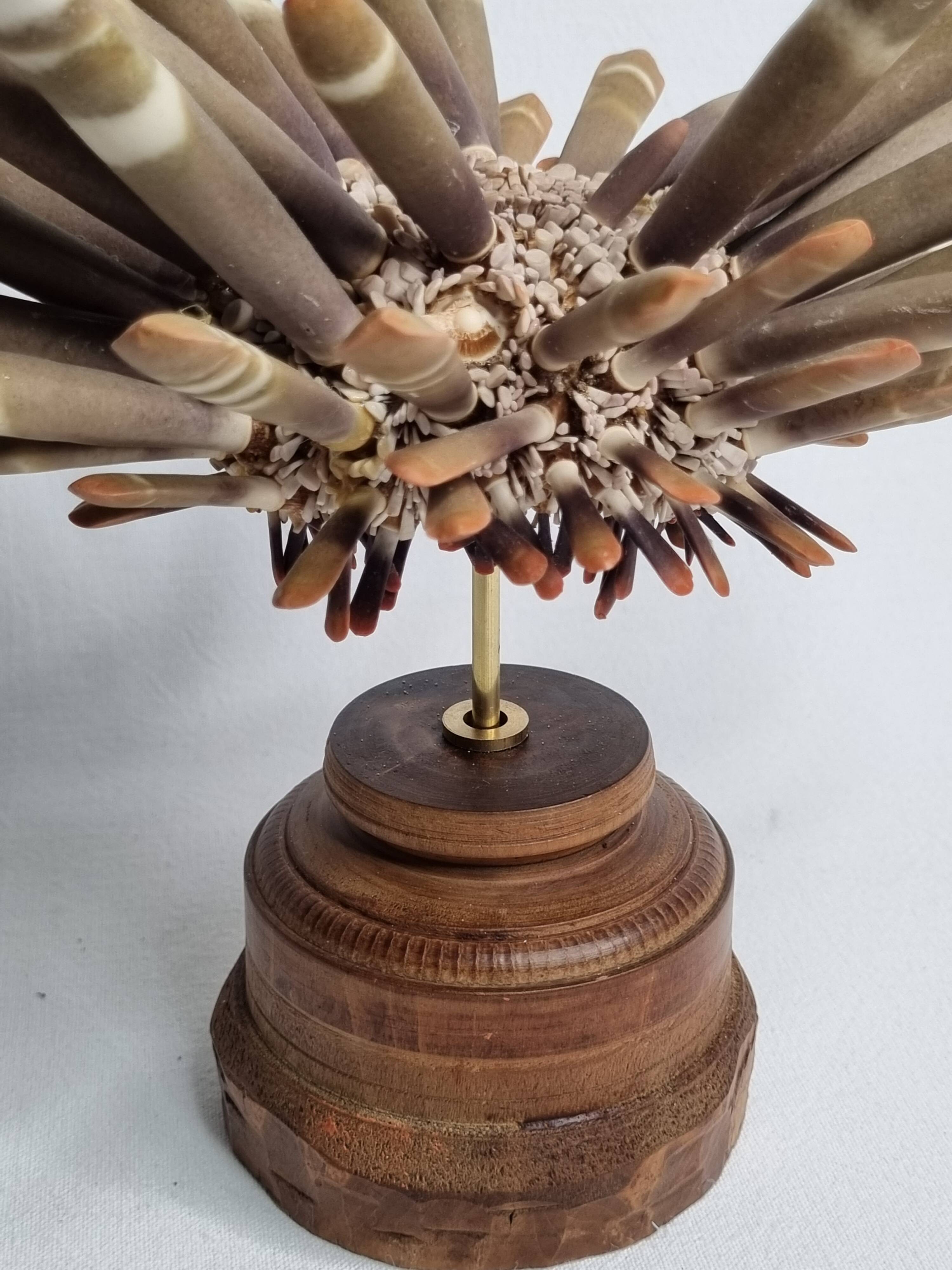 Antique sea urchin pencil on turned wooden base, 22 cm