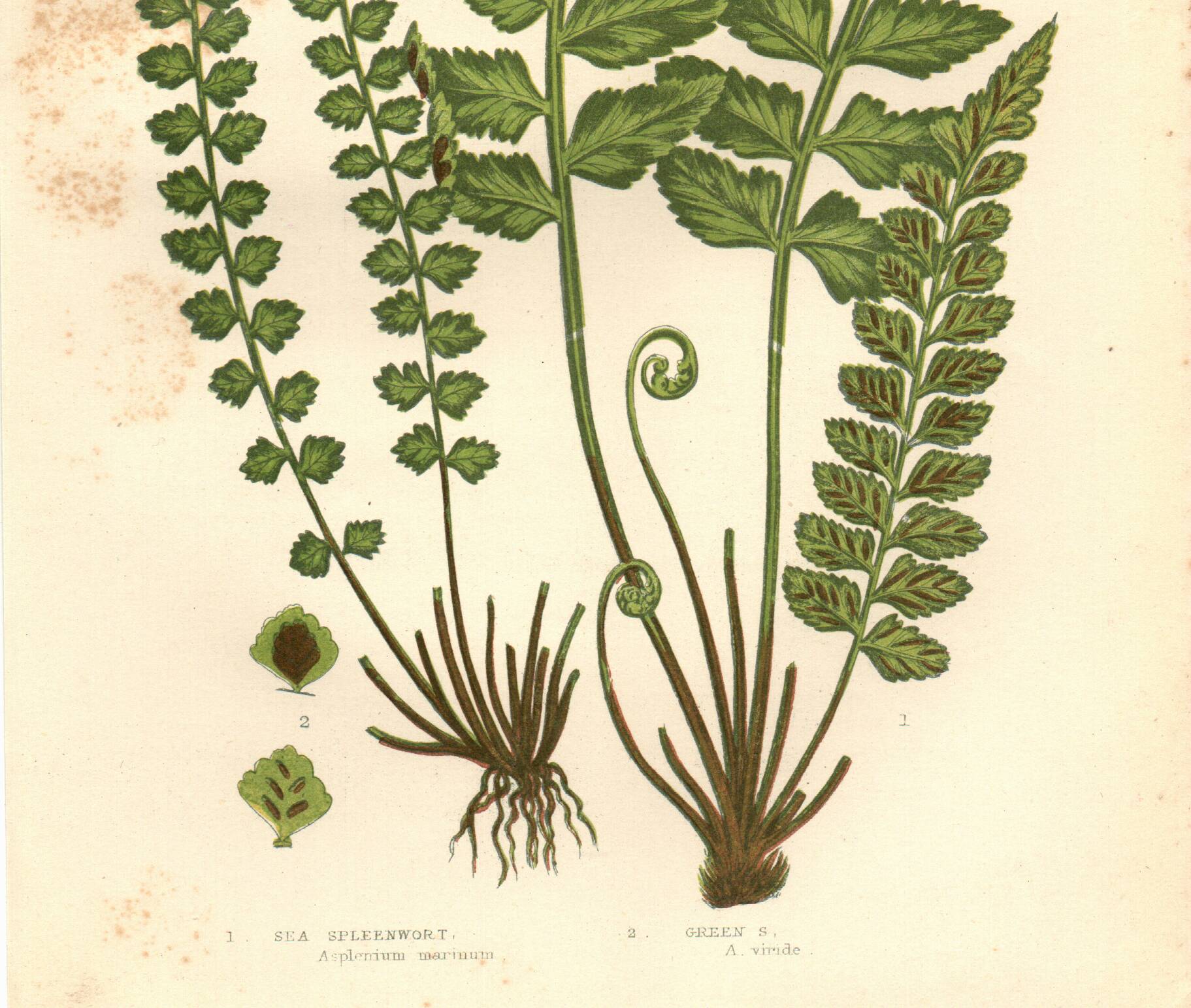 Engraving from 1889 - Fougères cétérach by A. Pratt - old botanical plate