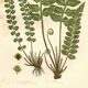 Engraving from 1889 - Fougères cétérach by A. Pratt - old botanical plate