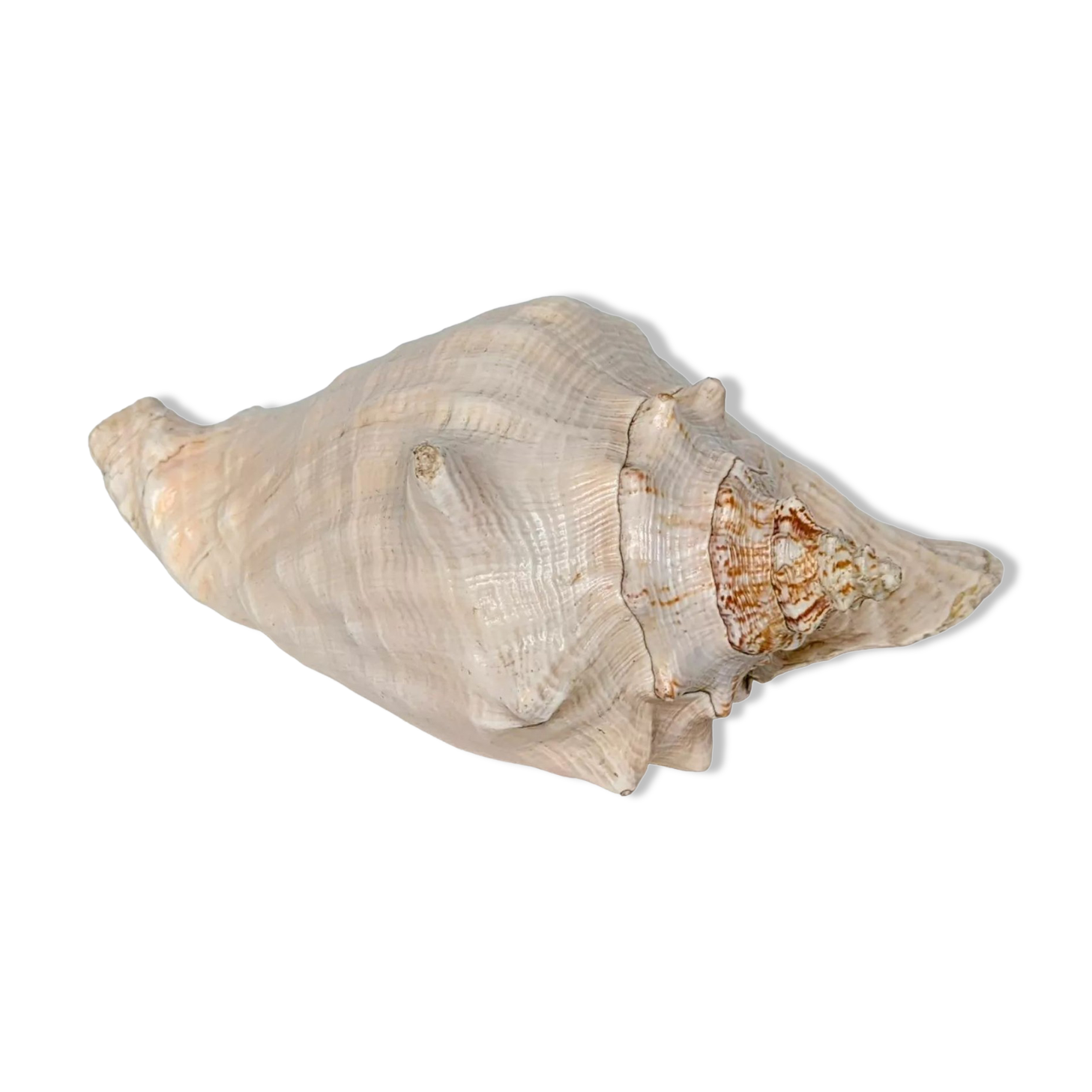 Pink shell, conch, stombus gigas, pink conch