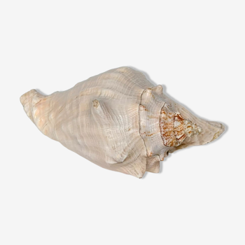 Pink shell, conch, stombus gigas, pink conch