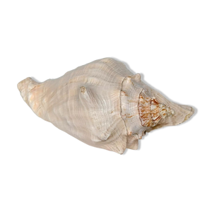Coquillage rose, strombe,