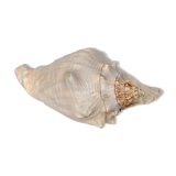 Pink shell, conch, stombus gigas, pink conch