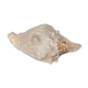 Pink shell, conch, stombus gigas, pink conch