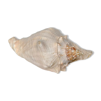 Pink shell, conch, stombus gigas, pink conch