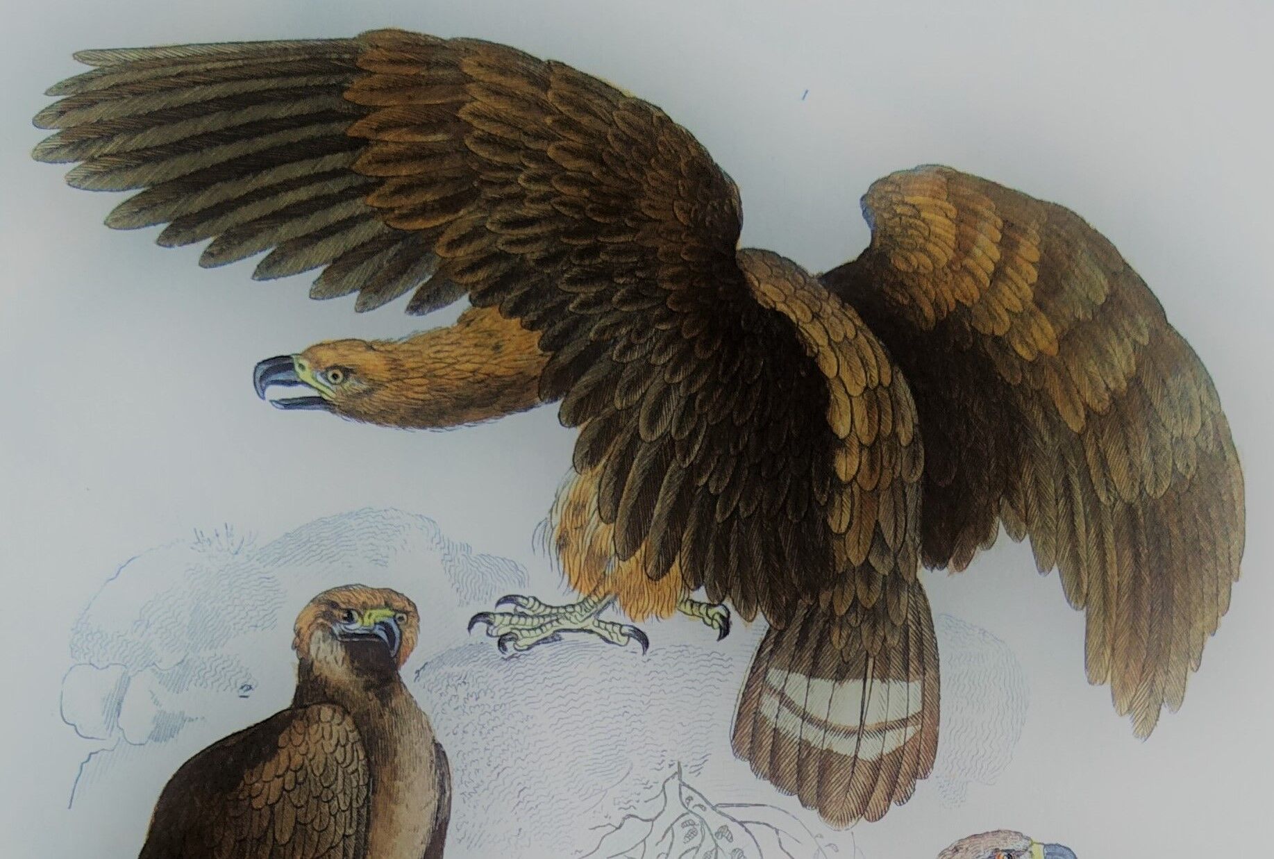 Original ornithological plate "Eagle - Common Eagle - &c..." Buffon 1836