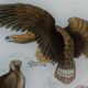 Planche ornithologique originale " Aigle - Aigle commun - &c... " Buffon 1836