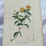 Lot of 4 botanical boards
