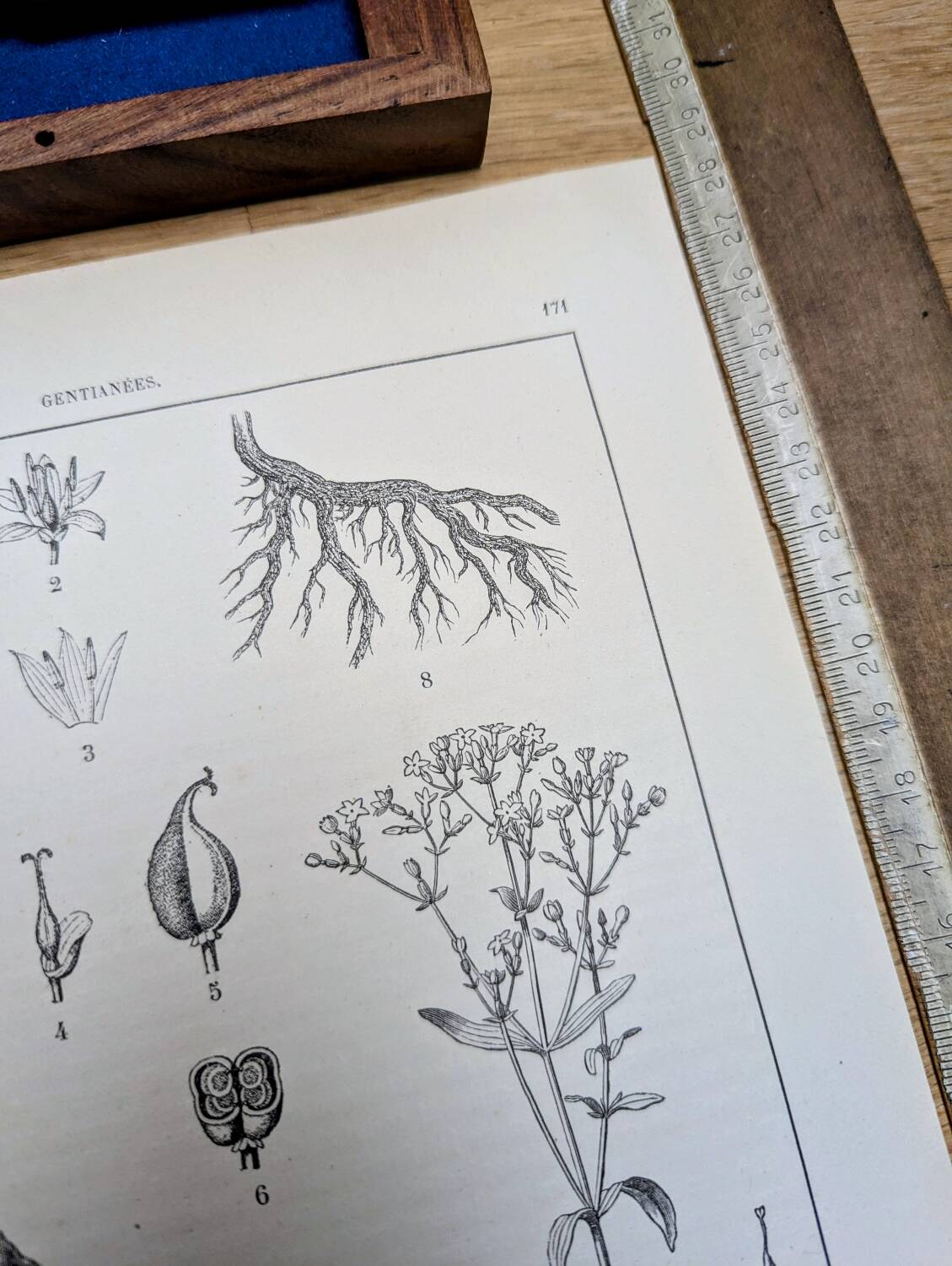 Printed in 1889, the Gentianaceae. Old botanical plate.