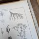 Printed in 1889, the Gentianaceae. Old botanical plate.