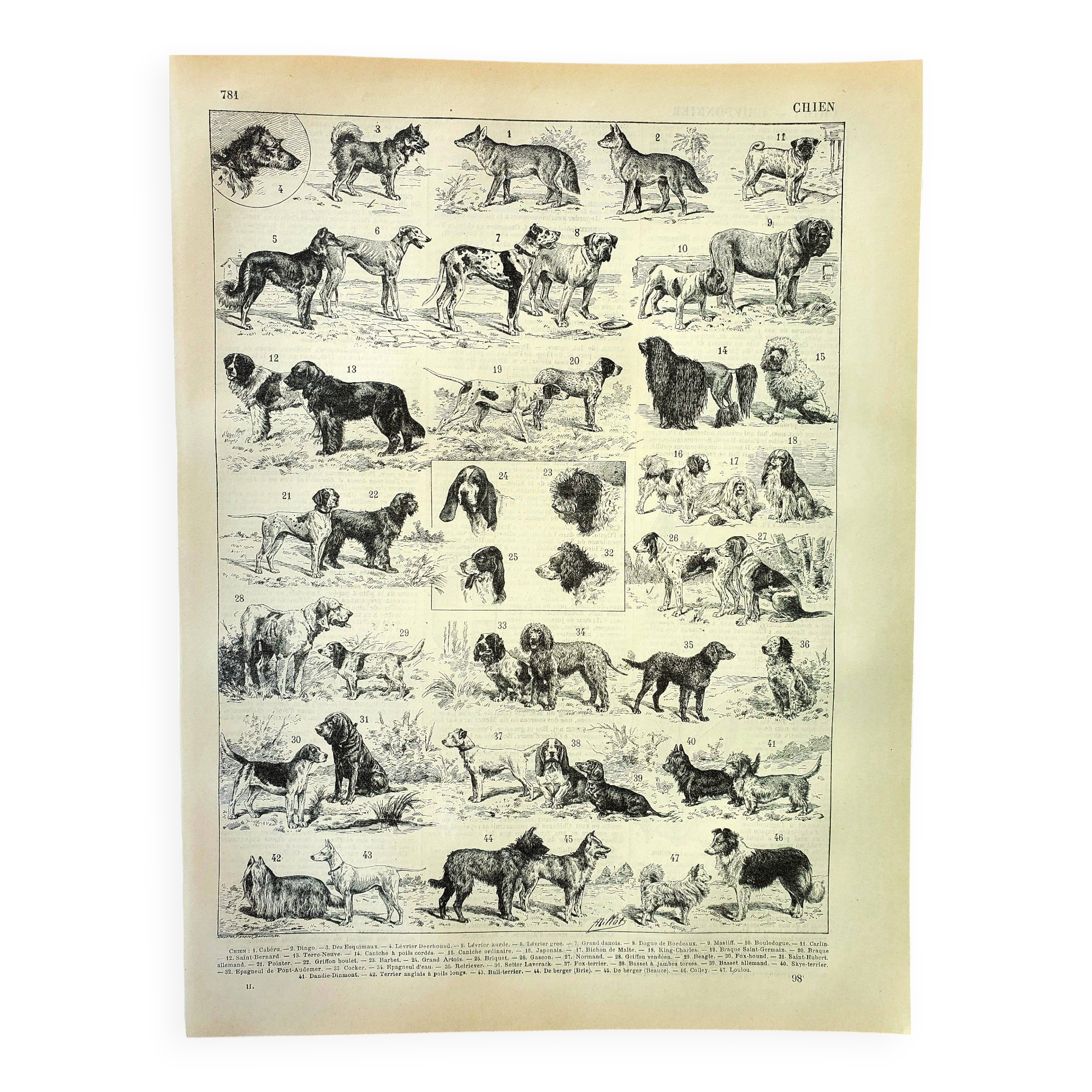 Antique engraving 1897 A. Millot - Dog, breed, shepherd