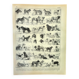Gravure ancienne 1897 A. Millot - Chien, race, berger