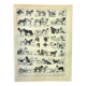 Gravure ancienne 1897 A. Millot - Chien, race, berger
