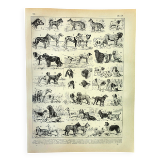 Antique engraving 1897 A. Millot - Dog, breed, shepherd