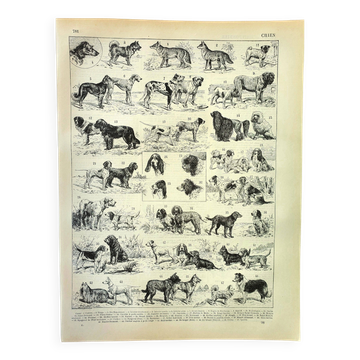 Antique engraving 1897 A. Millot - Dog, breed, shepherd