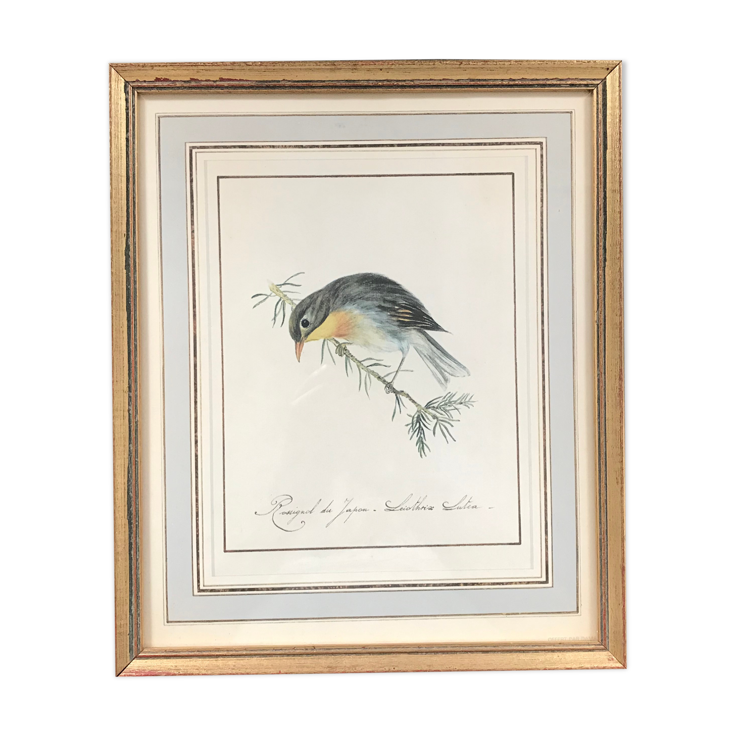 Ornithological nightingale board