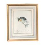 Ornithological nightingale board