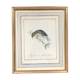 Planche ornithologique rossignol