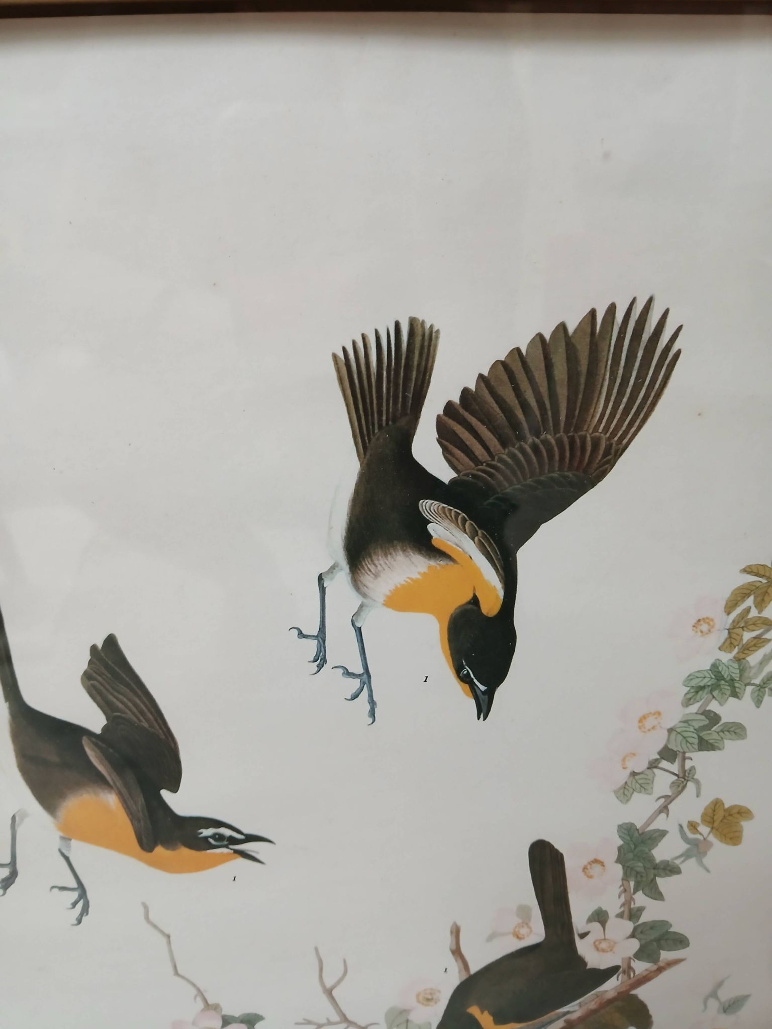 Lithographie  j.audubon "yellow breasted chat" années 50/60 encadrée
