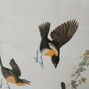 Lithographie  j.audubon "yellow breasted chat" années 50/60 encadrée
