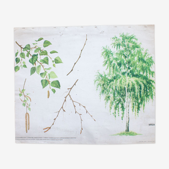 Old botanical school map betula birch 81.5 x 67.5