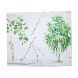 Vieille carte scolaire botanique betula bouleau 81,5 x 67,5