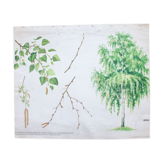 Old botanical school map betula birch 81.5 x 67.5