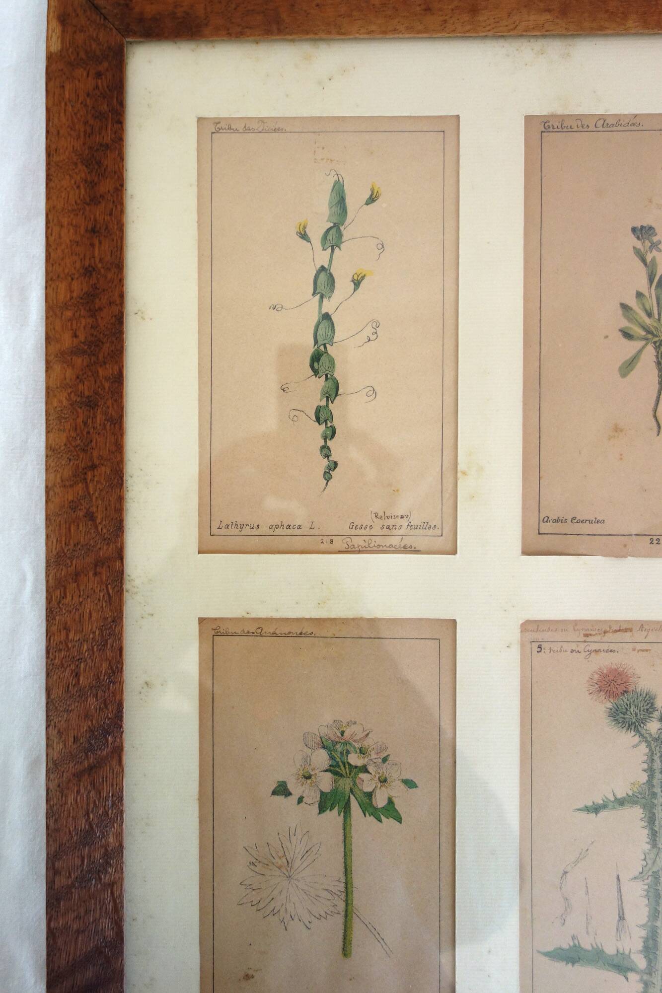 Table of 6 old engravings of flowers from Europe