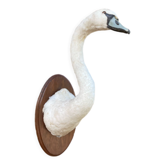 Taxidermy swan head on palanche