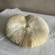 White fungia coral