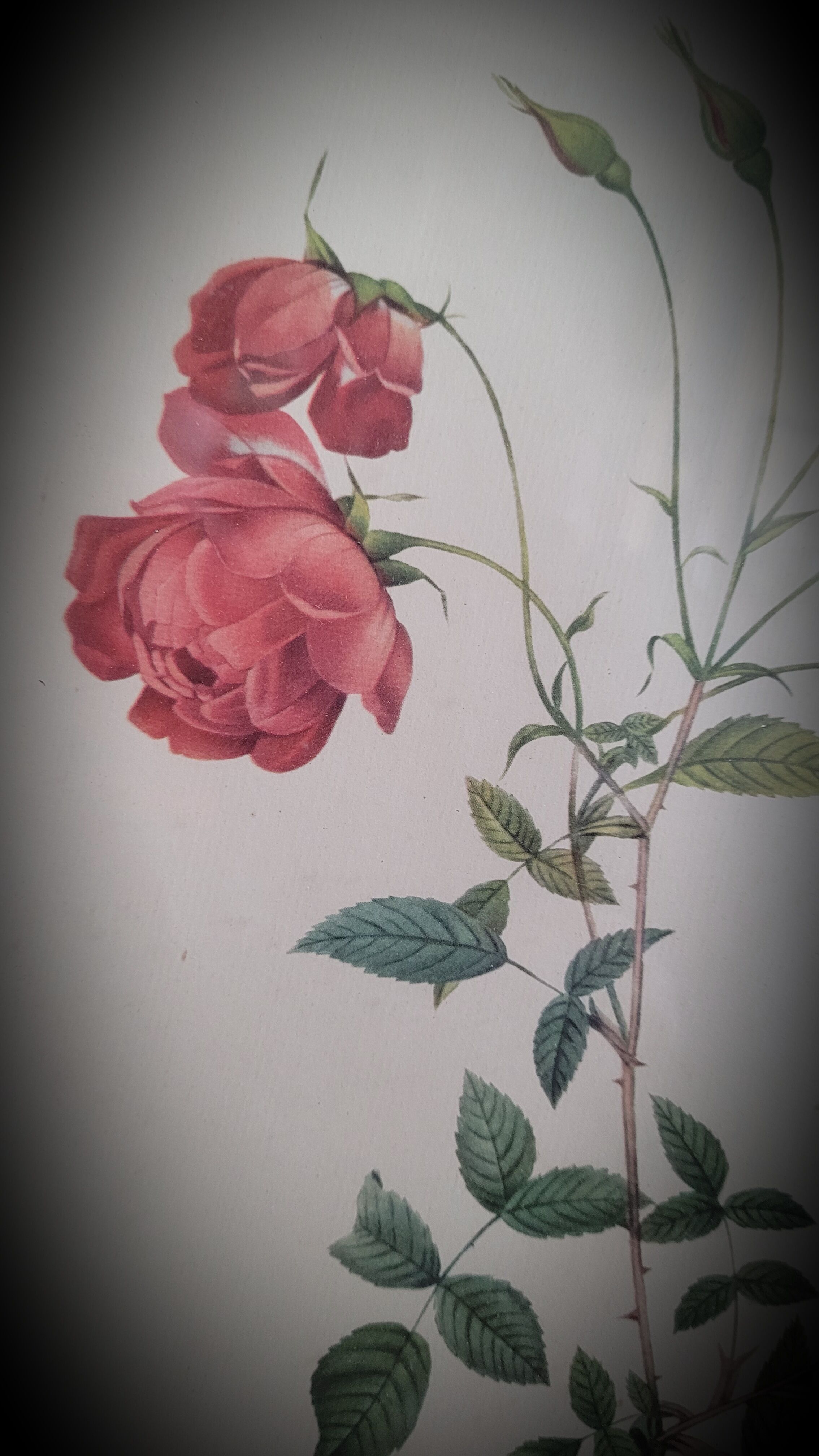 Authentic and ancient lithograph of Redouté representing a Bengal rose with bouquets (in a c