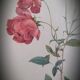 Authentic and ancient lithograph of Redouté representing a Bengal rose with bouquets (in a c