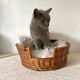 Woven wicker cat basket