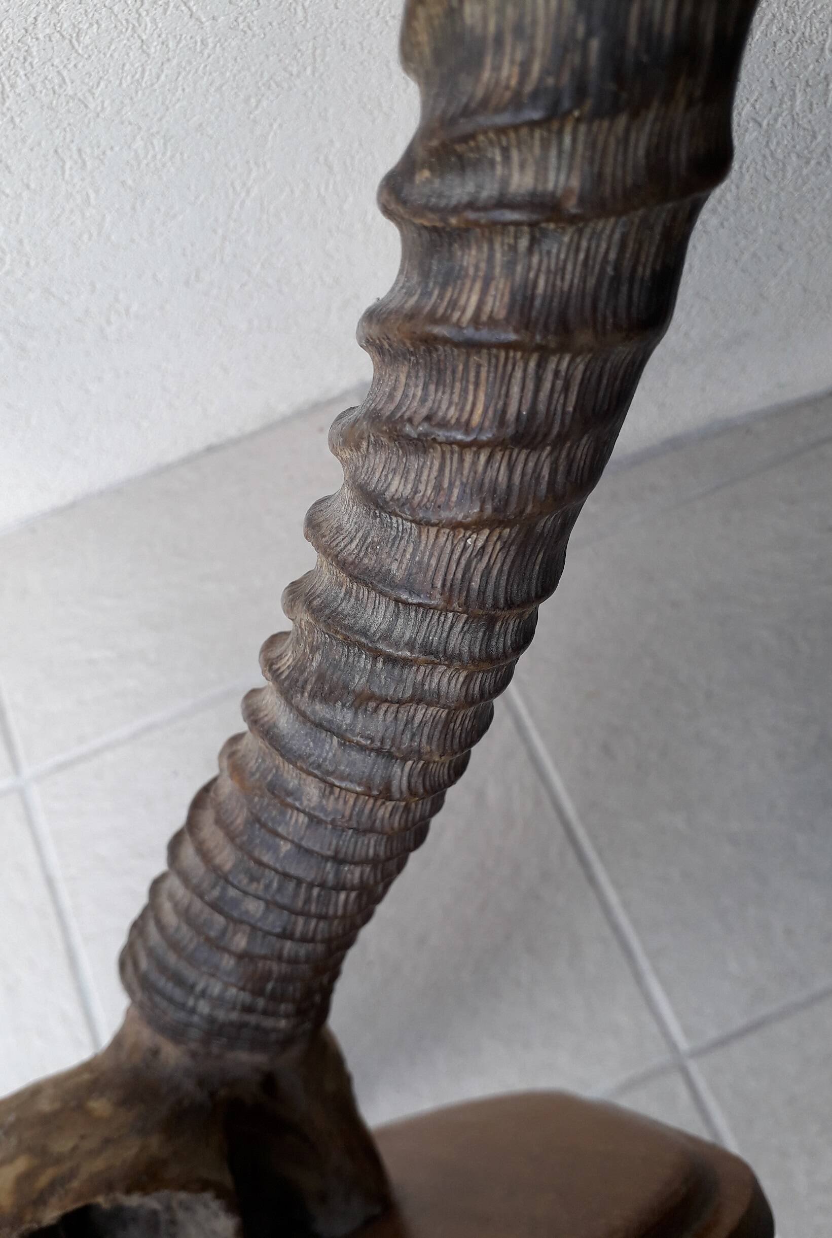 Trophée cornes d'Afrique