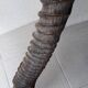 Trophée cornes d'Afrique