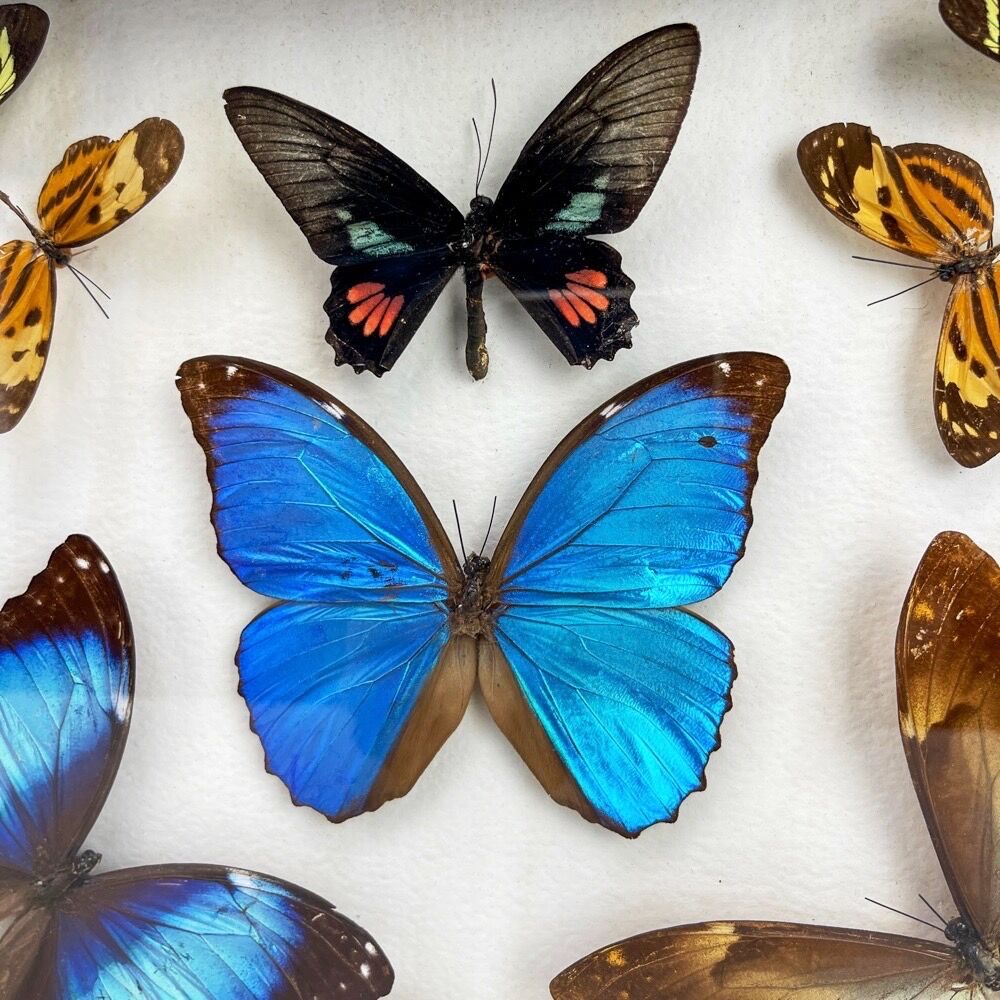 Naturalized butterfly frame